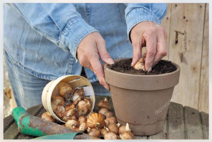 LAVRO DEL MESE - Bulbi primaverili: si piantano in settembre