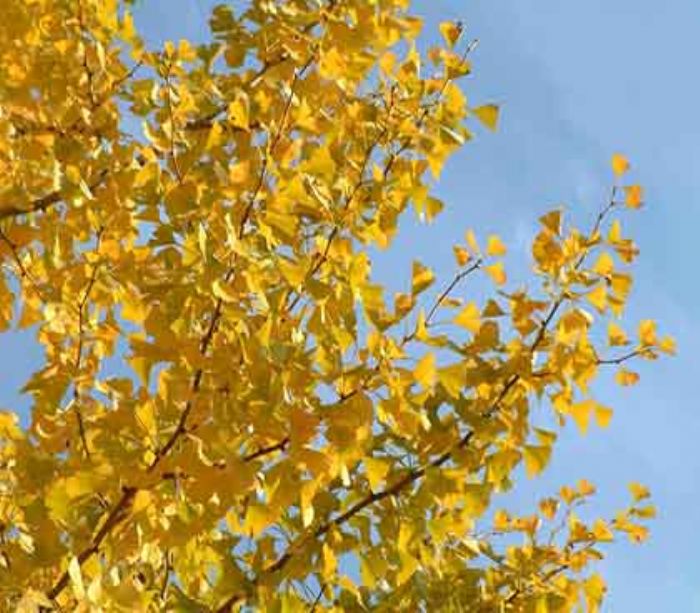 5 FOGLIAMO STREPITOSI IN AUTUNNO