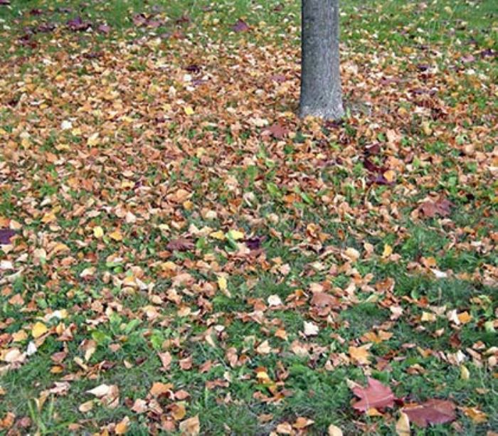 5 MODI VELOCI PER RACCOGLIERE LE FOGLIE