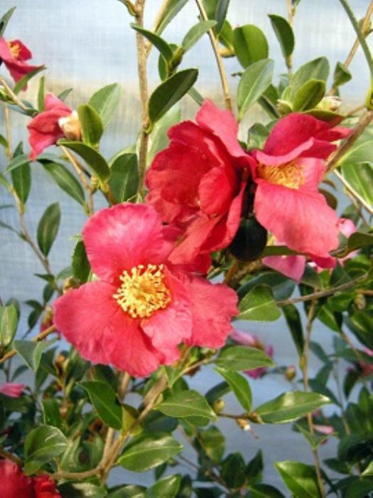 5 arbusti in fiore d�inverno