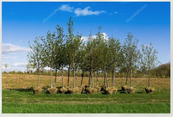 Climate Change, piantate alberi con il Bonus Verde