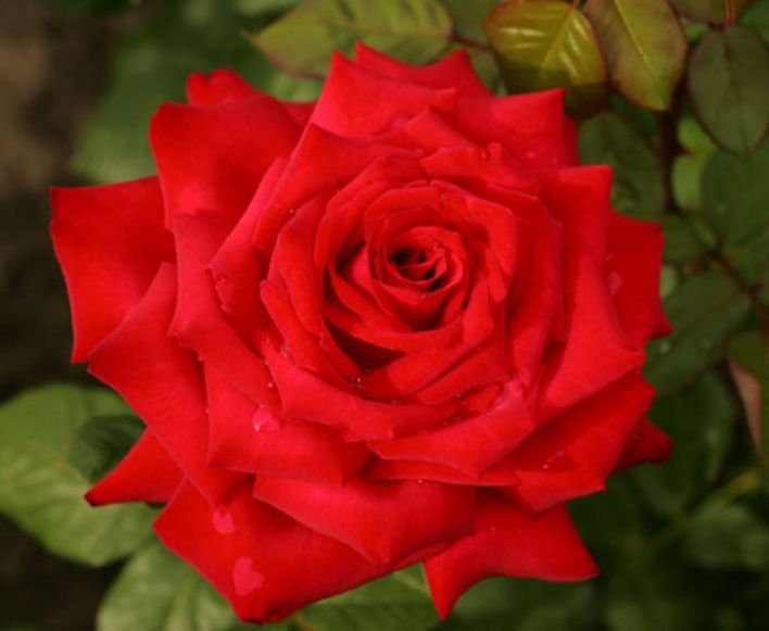ROSE: Tutto quello che avresti voluto sapere..ma non hai mai avuto il coraggio di chiedere!