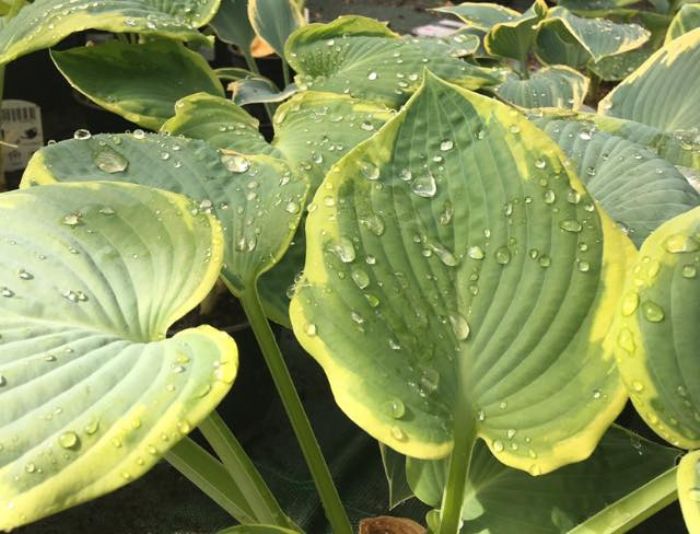 Irrigazione in terrazzo: rientra nel Bonus Verde se�