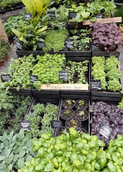 Garden therapy, il verde che cura