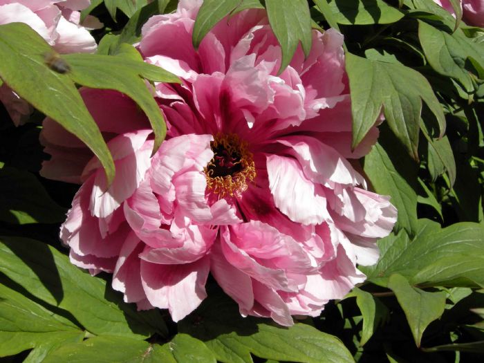 Peonia, tutti pazzi per lei