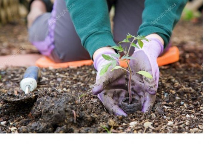 Giardinaggio in sicurezza