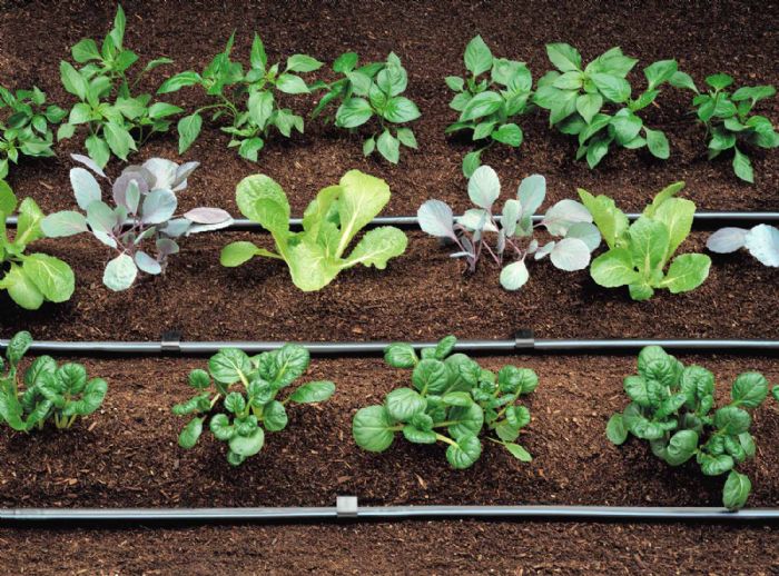 Acqua, 10 idee per annaffiare e risparmiare