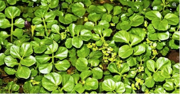 Un fiore nel piatto: crescione, la riserva di vitamina C
