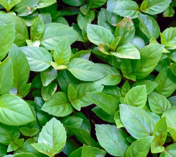 Un fiore nel piatto: basilico dalle 1000 virt�