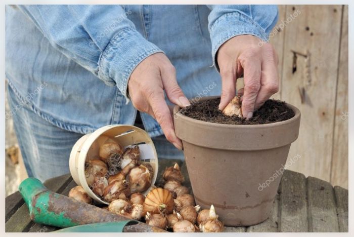 Bulbi primaverili: si piantano in settembre