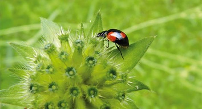 I metodi biologici e la lotta integrata per la cura dell'orto e del frutteto.
