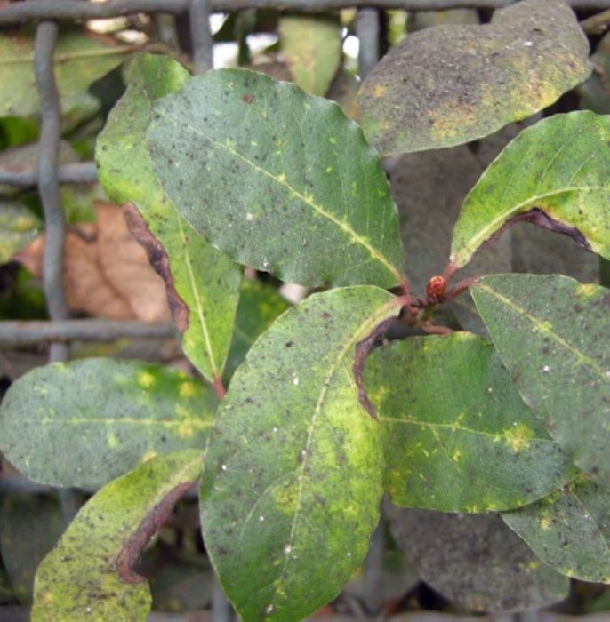 Fumaggine, quella patina nera