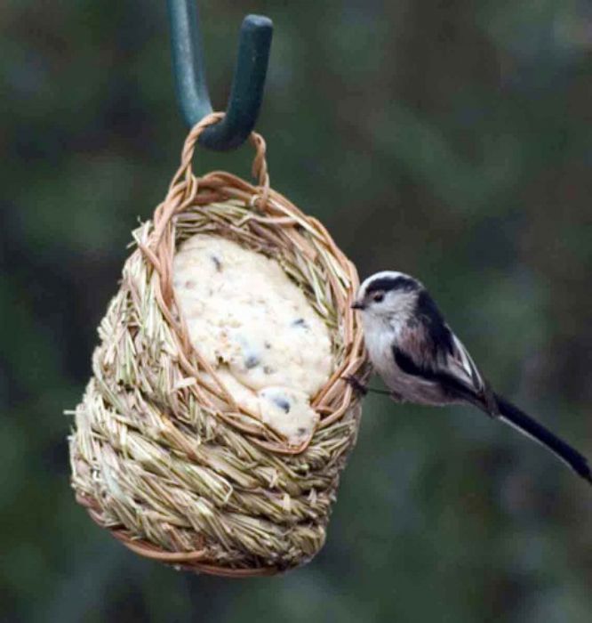 Come aiutare gli uccellini per l�inverno