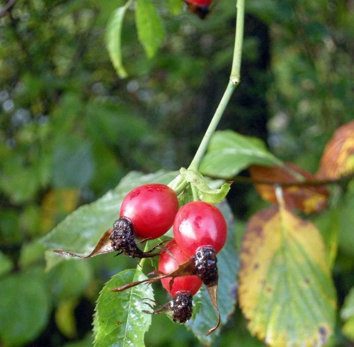 Rosa canina, fiori, frutti e benessere