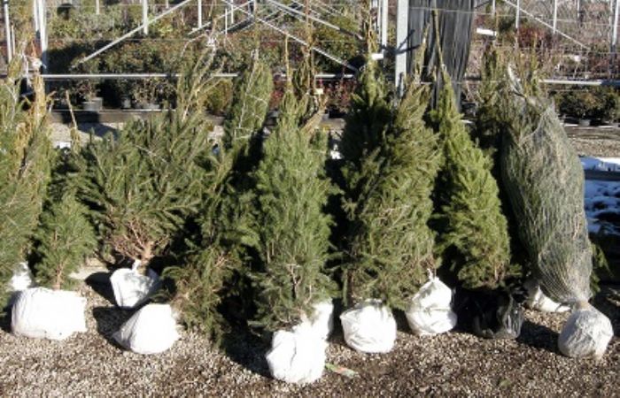 Albero di Natale vero: � pi� green di quello finto!