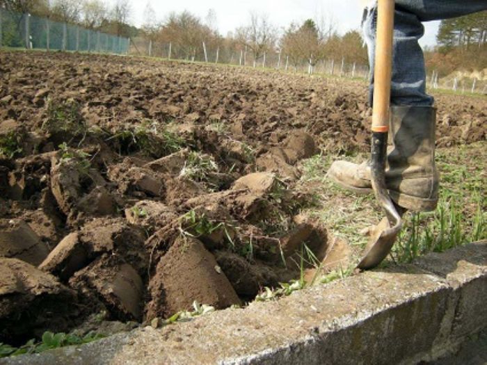 Lavorare il terreno dell�orto