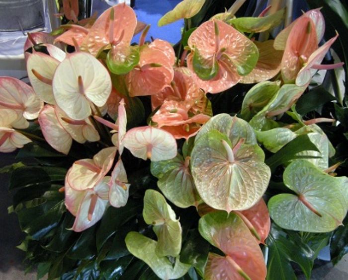 Anthurium, il rosso �alternativo�