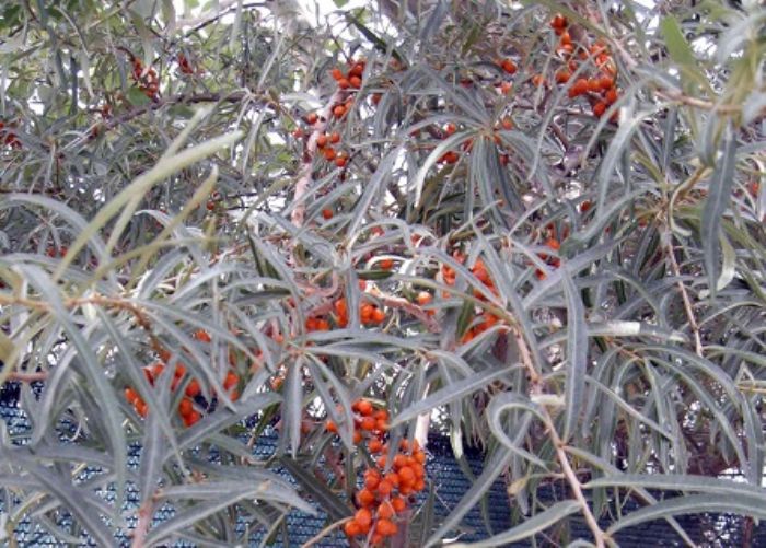 Olivello spinoso, miniera di vitamina C