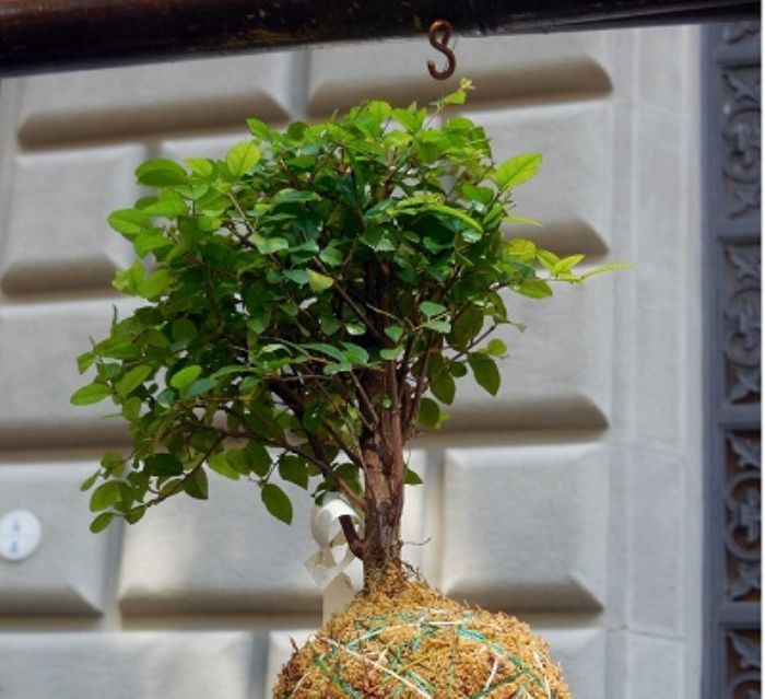 Kokedama: cos�� e come si fa