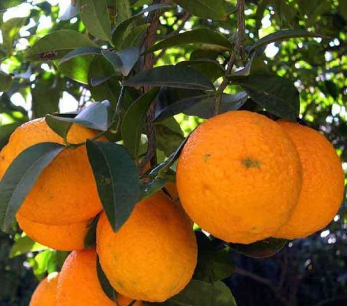 Arancio (e arancia), la calma sia con voi