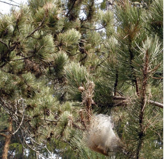 Processionaria, pericolo primaverile