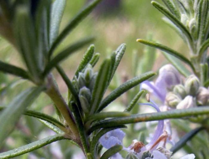 Rosmarino, una primavera da leoni