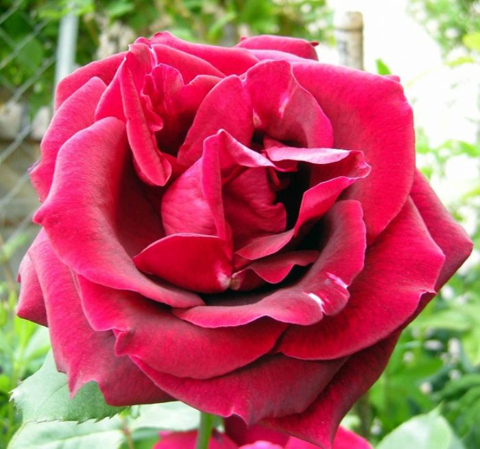 Rosa a cespuglio, rampicante o paesaggistica?