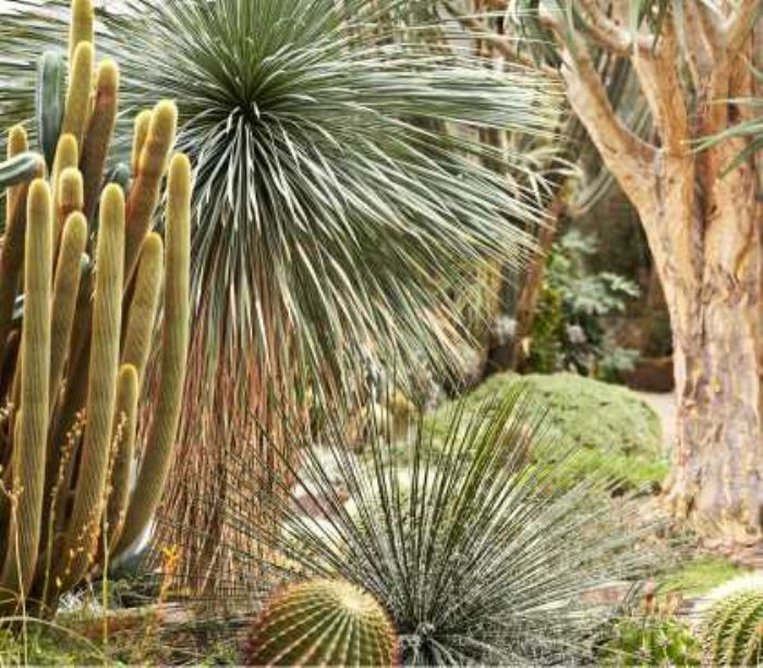 Dry Garden di sole grasse (anche al Nord)