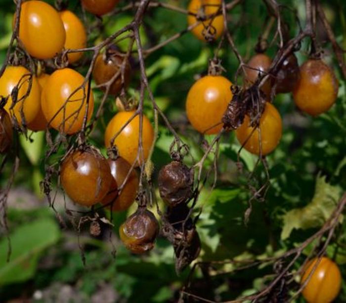 Tutti i nemici dei pomodori