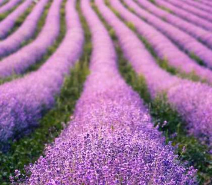 Lavanda, e i nervi si calmano