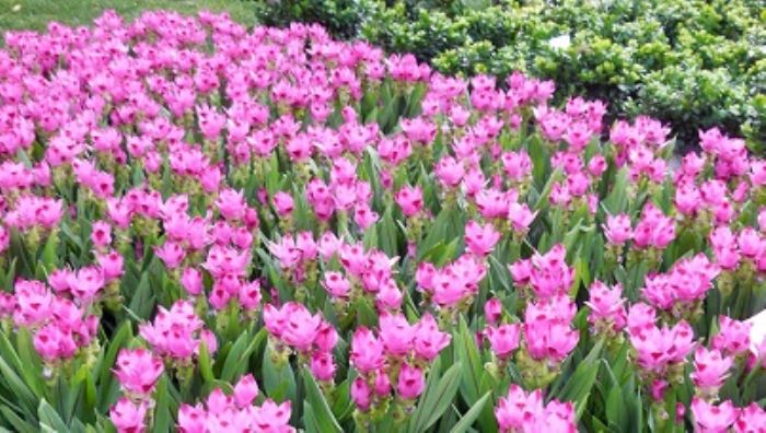 Curcuma, cariopteris e lespedeza, bellezze d�autunno