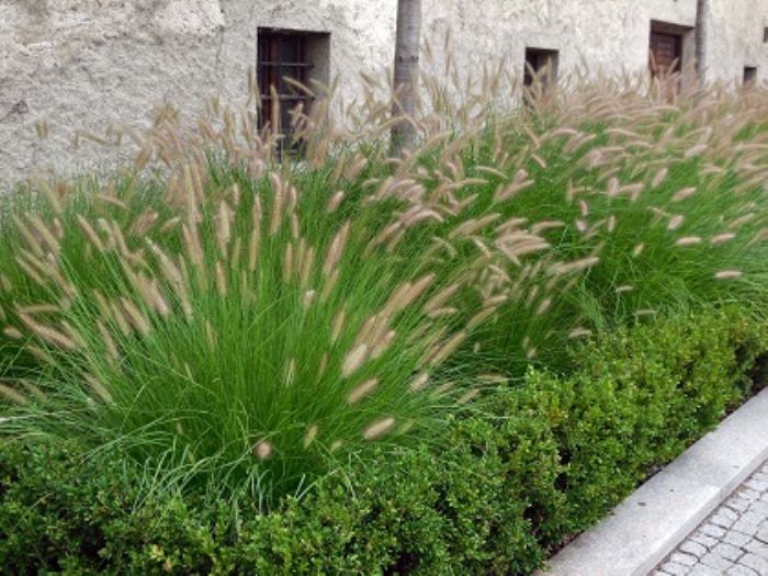 Perch� piantare Graminacee ornamentali
