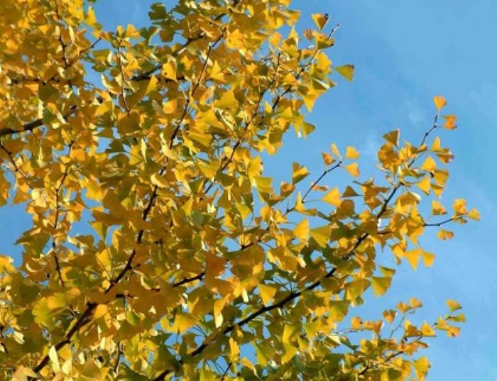 Foliage nostrano