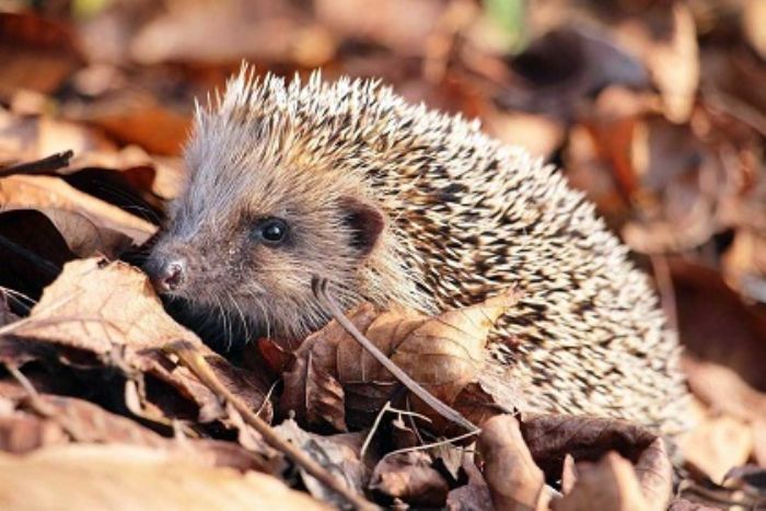 Pulizie, e l�angolo per la fauna selvatica?