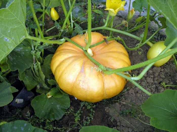 Zucca, e l�intestino ringrazia