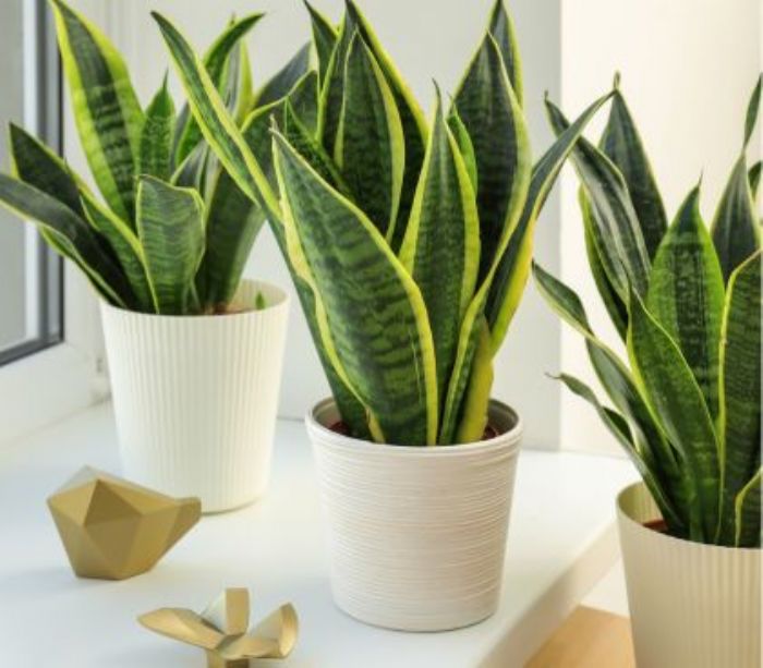 Sansevieria, a spada o a cilindro