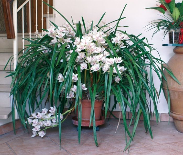 Cymbidium, l�altra orchidea