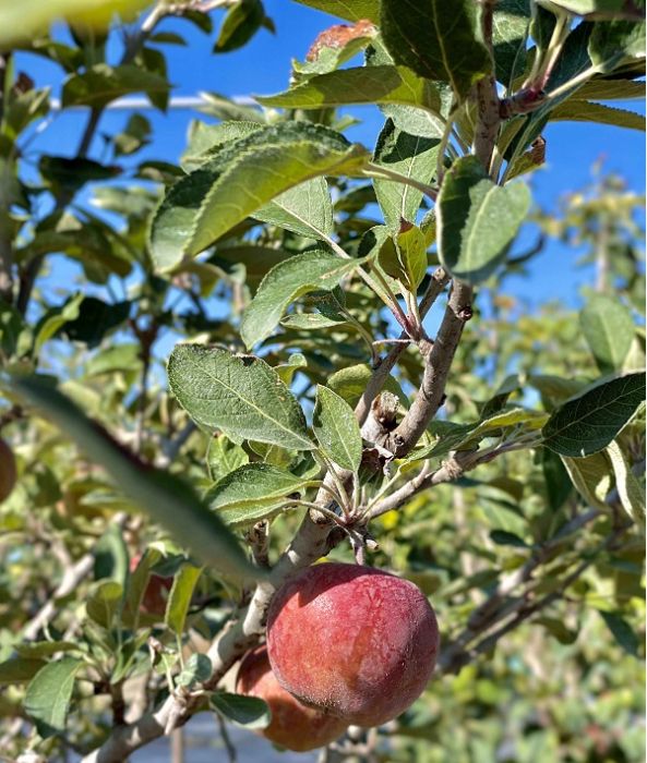 Un mini-frutteto in giardino