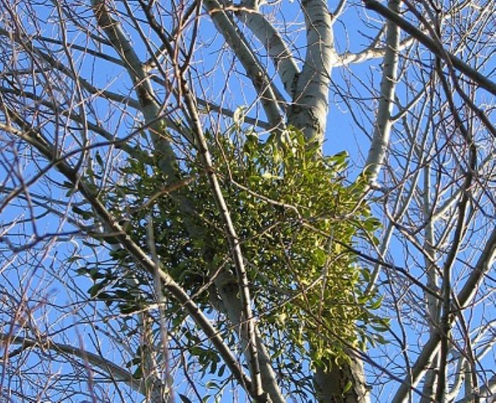 Vischio, pianta �alien�