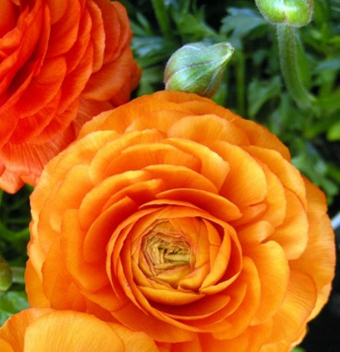 Fiori nuovi sul balcone