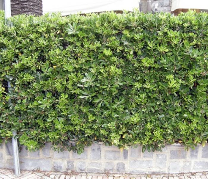 Frangivento (e frangivista) sul terrazzo