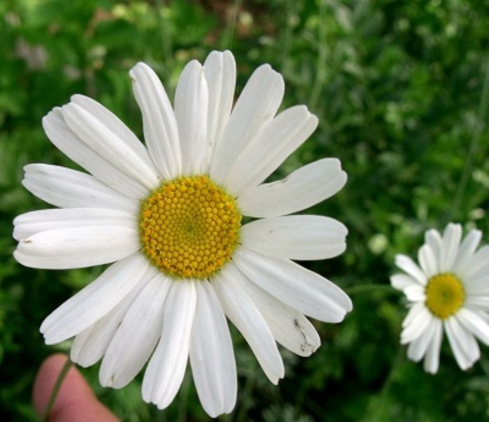 Piretro, insetticida naturale
