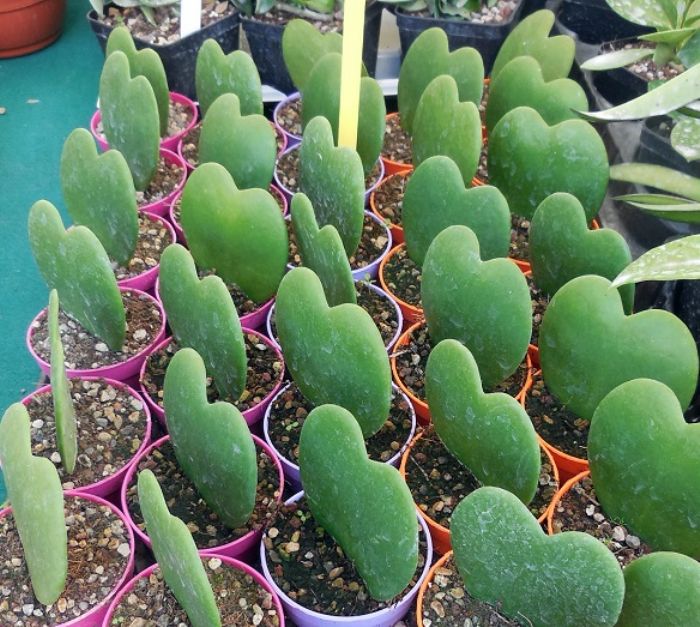 Regali verdi per San Valentino