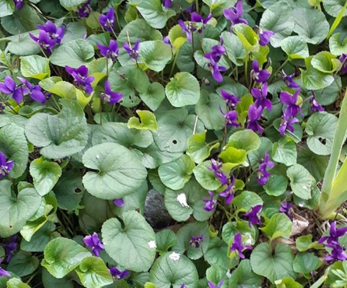 Viola mammola, tanti saluti alla tosse
