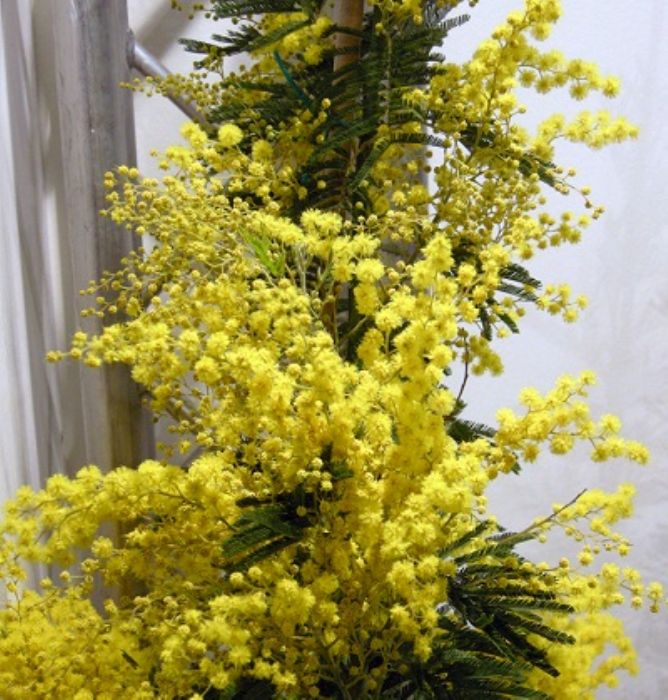 Mimosa in giardino o in vaso