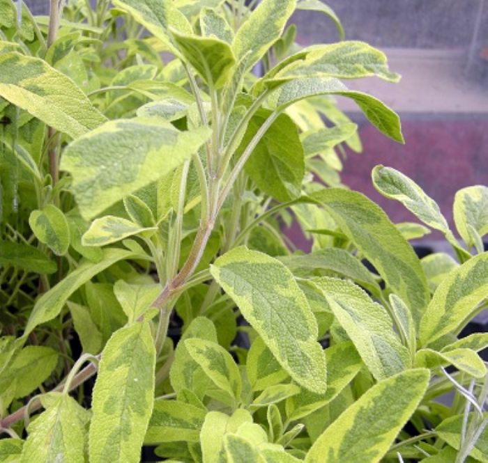 Salvia, e siete salvi!