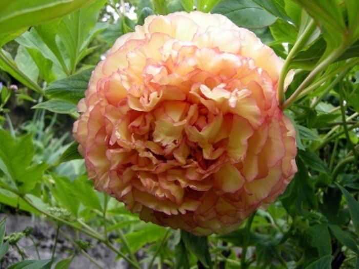 Peonia, la regina d�Oriente