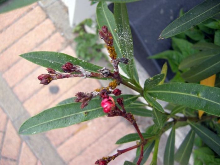 Olio di Neem multiuso
