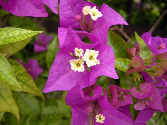 Bougainvillea, Mediterraneo ovunque