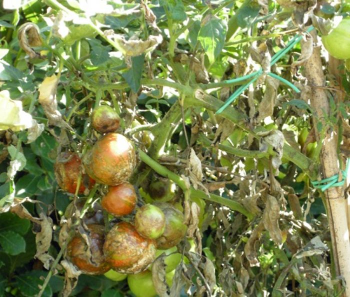 Ubiquitaria peronospora